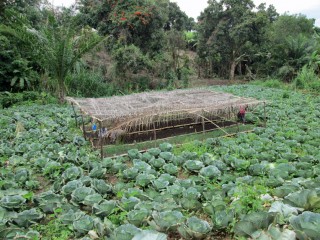 Cabbage Plants Empower a Village