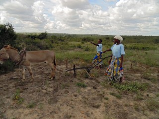Donkeys Kenya