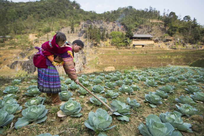 Nutrition and Hygiene in Vietnam
