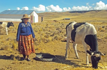 The dairy cattle program provided a way out of extreme poverty for Delfina and her children.