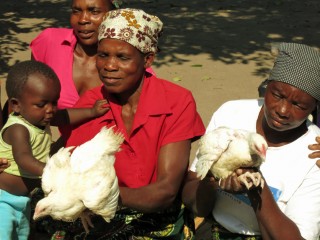 Five Ways Chickens Can Change a Life