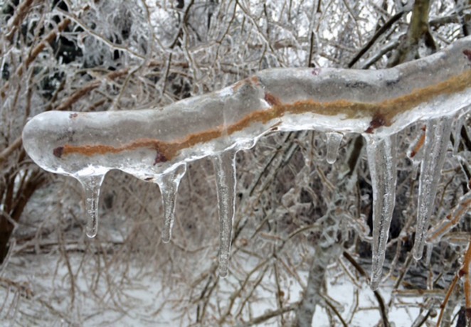 Ice-storm-blog-branch