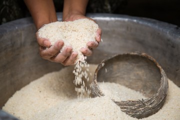 Rice is the livelihood for many families in Myanmar. 