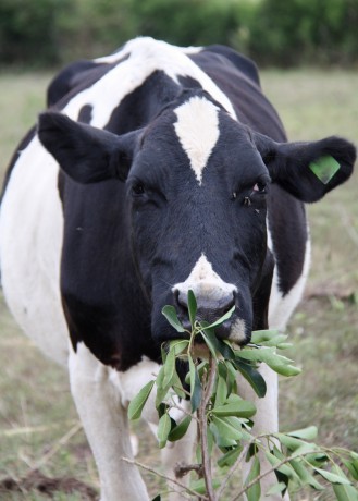 Tom's cow named Joy from our Western Uganda Livestock Program