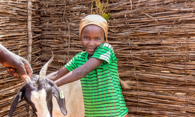 Samaritan's Purse goat project in Niger