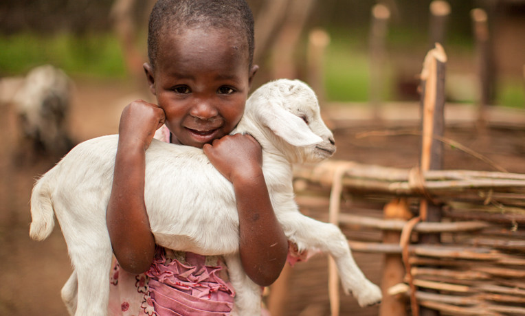 Each nanny goat can produce a liter of fresh milk every day. For $70, you can provide a goat or share in the cost of a dairy cow so that we can minister to an impoverished family in the Name of Jesus.