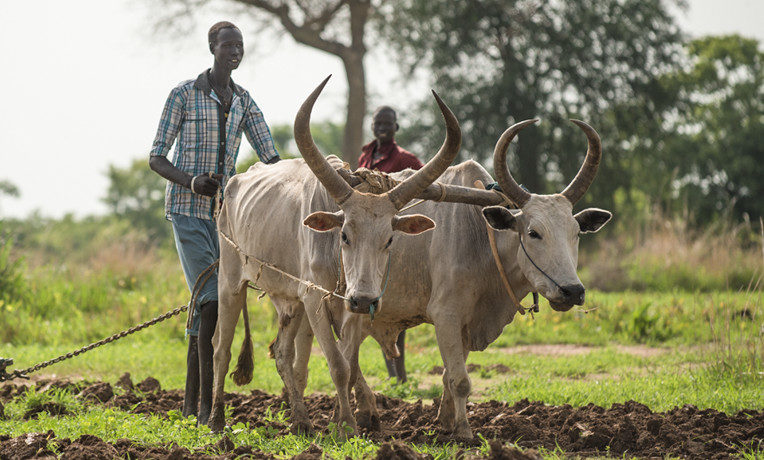 When we provide oxen for a hard-working farmer, we not only help him increase his harvest but also reap opportunities to share the Way of the Cross. Your gift enables us to provide an ox, donkey, or other livestock—or even a cart and a plow that will lighten the burdens of a farm family.