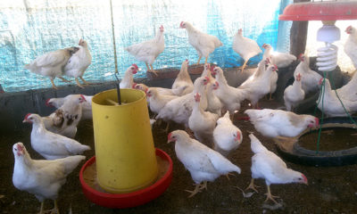 Proper food, light, shelter, and cleanliness are all factors in raising healthy chickens.