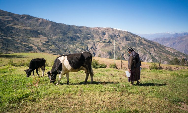 Dairy cows in Bolivia