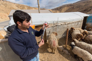 Our staff veterinarian provides vaccines for a flock given to one Yazidi widow who lives in a tent on top of Sinjar Mountain.