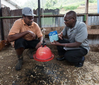 Chicken farmers on Dominica