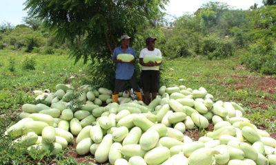 Camille and Ellevie proudly display their watermelon harvest ready for market from seeds provided by Samaritan’s Purse.