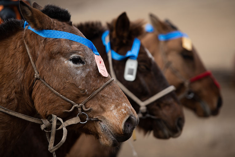 Horses are among the few but most valued possessions of nomadic Mongolians living in the grasslands.