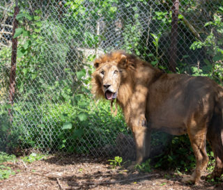 Lambert the Lion is on his way to a wildlife sanctuary in Denver, Colorado.