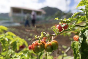 Fresh produce is now being grown in abundance on Dominica in part because of Samaritan’s Purse horticulture program.