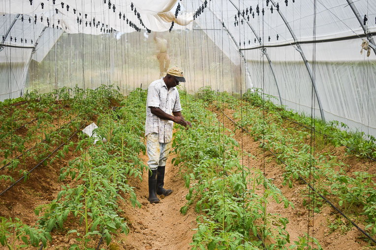 Greenhouses Revive Farmers in Dominica