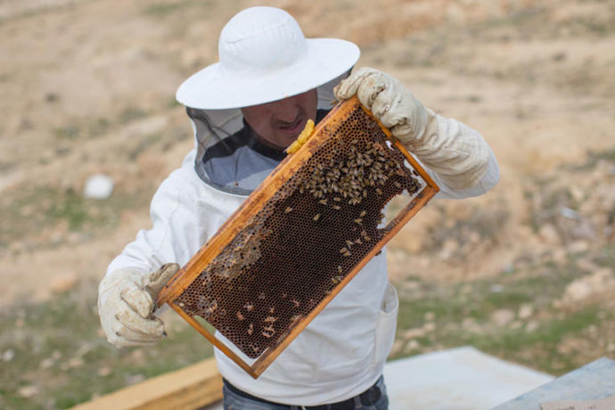 Beekeeping