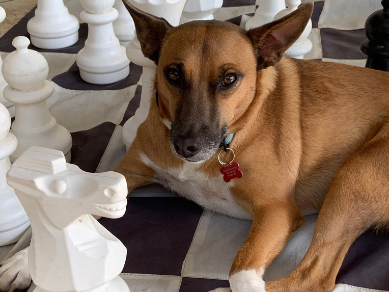 The dog in residence offers canine companionship to the players and the pieces.