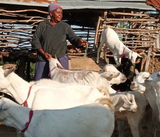 The goats provided to Rhoda by Samaritan's Purse are a great source of milk for her family.