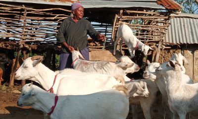 Las cabras que Samaritan's Purse le dio a Rhoda son una gran fuente de leche para su familia.