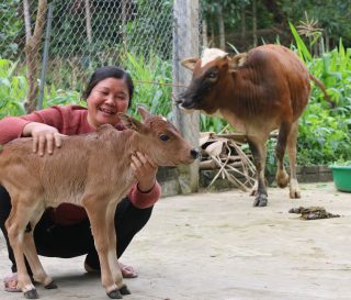 Yen is learning how to raise cows through a Samaritan's Purse livelihood project.