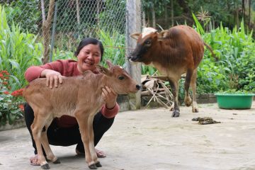 Yen is learning how to raise cows through a Samaritan’s Purse livelihood project.