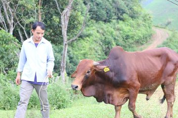 Chua is learning how to take care of cattle through our training.