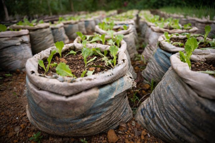 Urban Agriculture Opens Hearts In Liberia