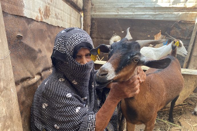 Criar cabras le proveerá a Shikhah un ingreso extra para mantener a su familia. 
