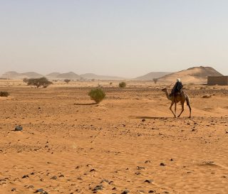 Camel in desert in Sudan