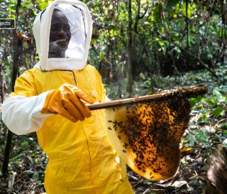 Beekeeping provides livelihood opportunities to families in Liberia.