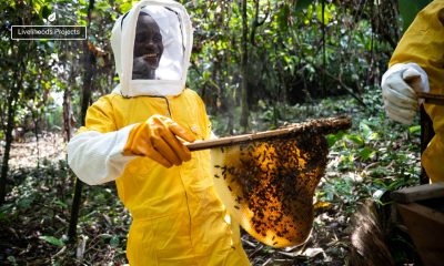 Beekeeping provides livelihood opportunities to families in Liberia.