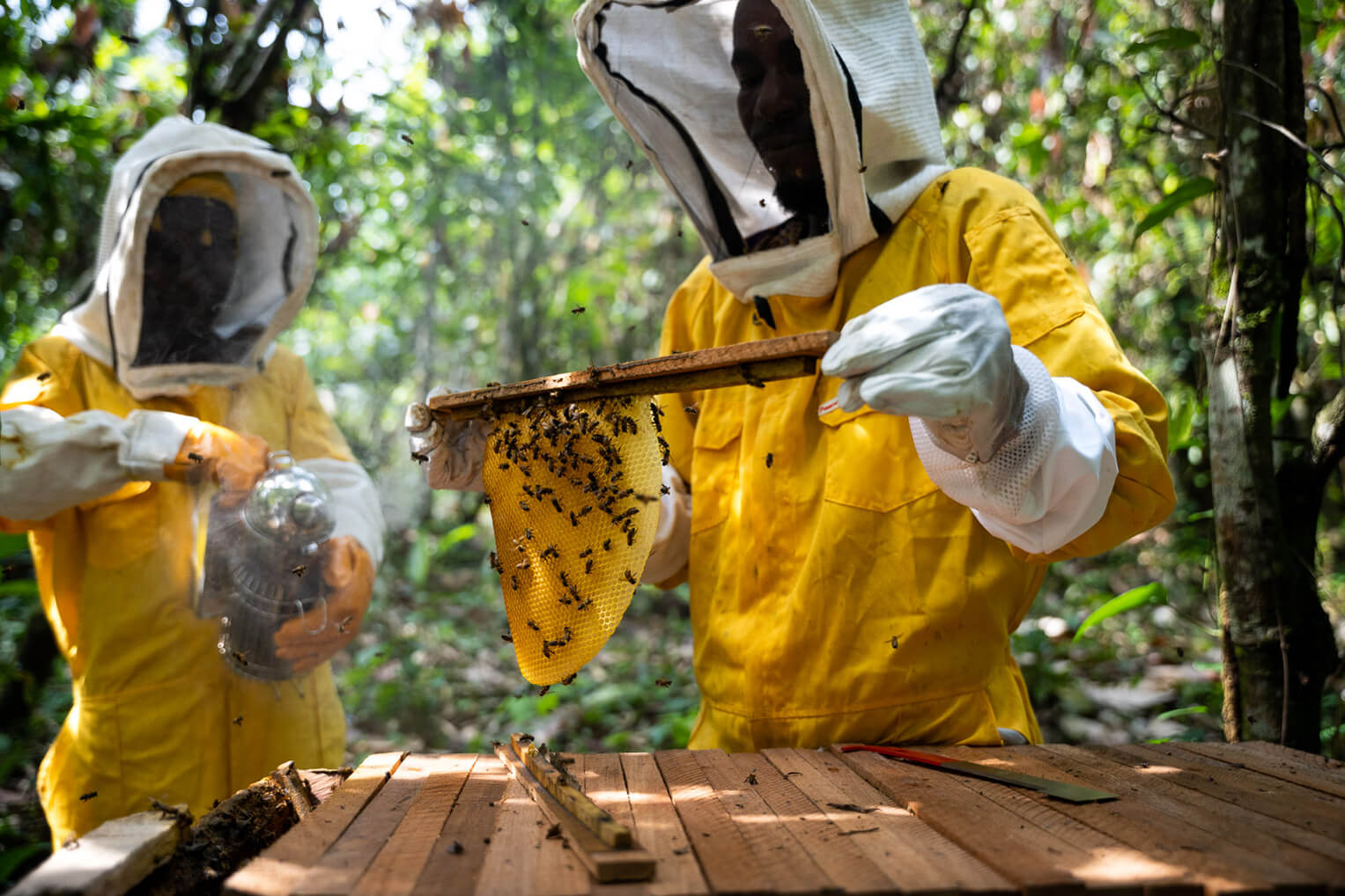 Estas colmenas maduras pronto producirán miel y un sustento adicional a sus familias.