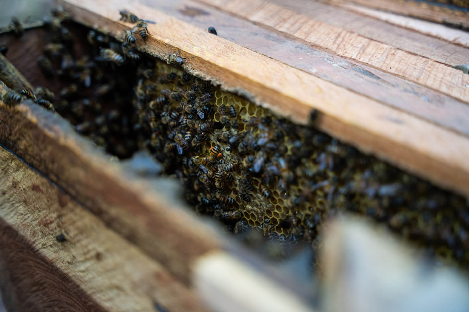 Calm but busy bees is a good sign of a healthy hive.