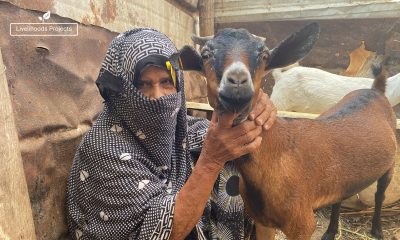 Shikhah is raising goats in Yemen with help from Samaritan’s Purse.