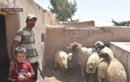 Ashraf y su hijo cuidan las ovejas que recibieron de Samaritan's Purse.