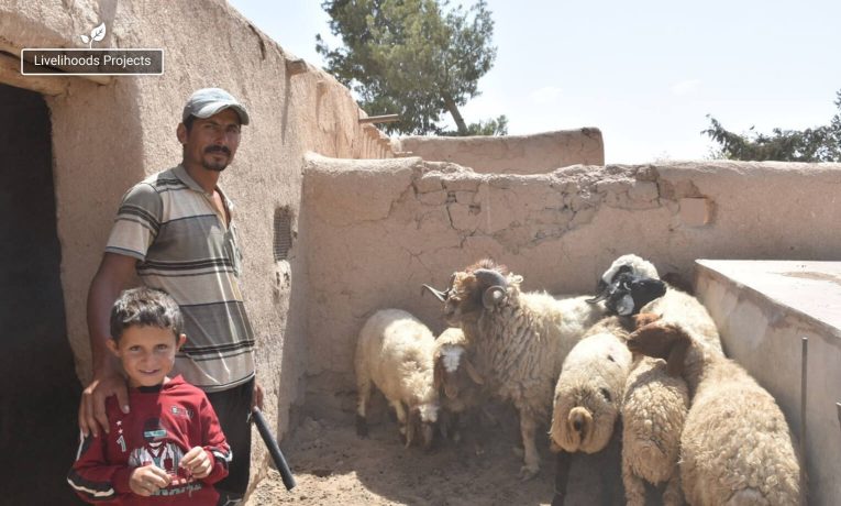 Ashraf y su hijo cuidan las ovejas que recibieron de Samaritan's Purse.