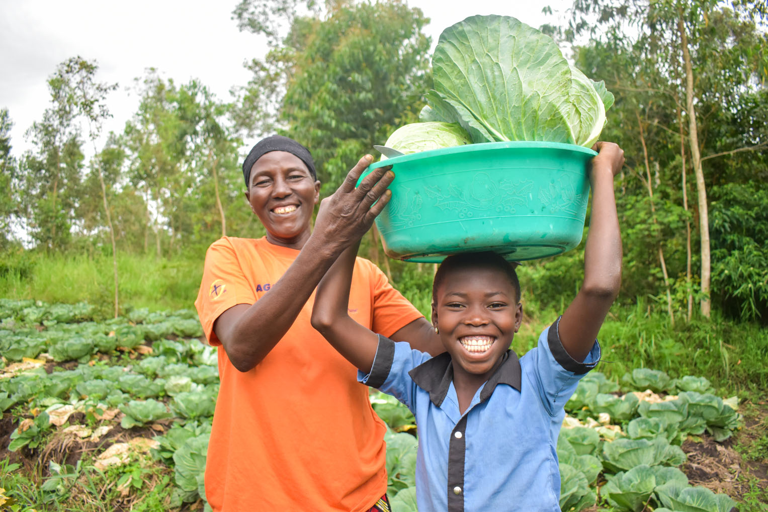 Parents worked with their children to harvest an abundant crop of cabbage and other vegetables after growing with a no-till method that retained moisture and protected the soil.