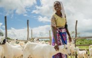 Goats in Kenya, livelihoods, year in photos 2023