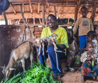 Goats are providing families in Democratic Republic of the Congo with opportunities for economic growth and spiritual growth.
