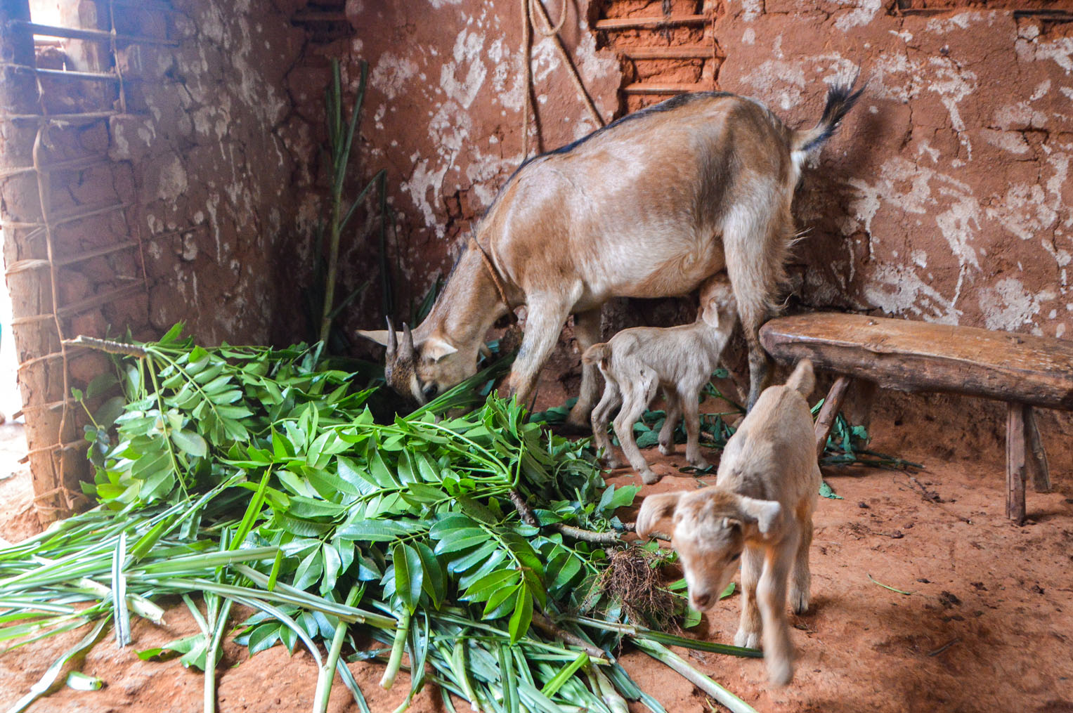 Goats are having families, too, providing an ongoing source of nutrition and income for families in need.