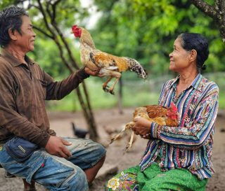 Families in Cambodia are learning how to raise chickens, other livestock, and crops to support their families.