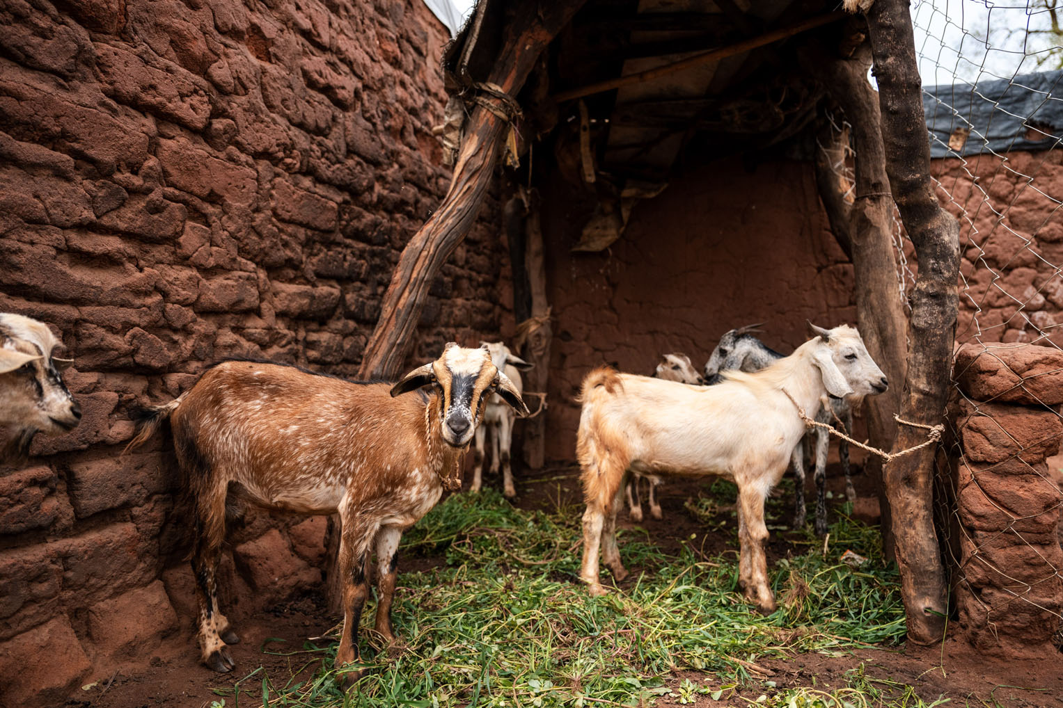 The goats help the garden and the garden helps the goats. Ismail started with two kids last year and has five mature goats this year, that means a source of milk for his family. It means even more goats in the future. And it means a source of rich fertilizer for his plants.