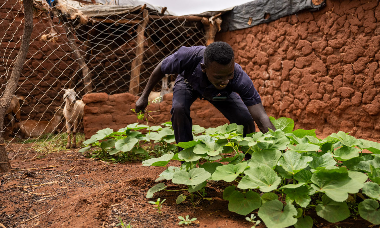 Ismail is watching his garden flourish in the arid sahel land of Ajuong Thok refugee camp in the far north of South Sudan.