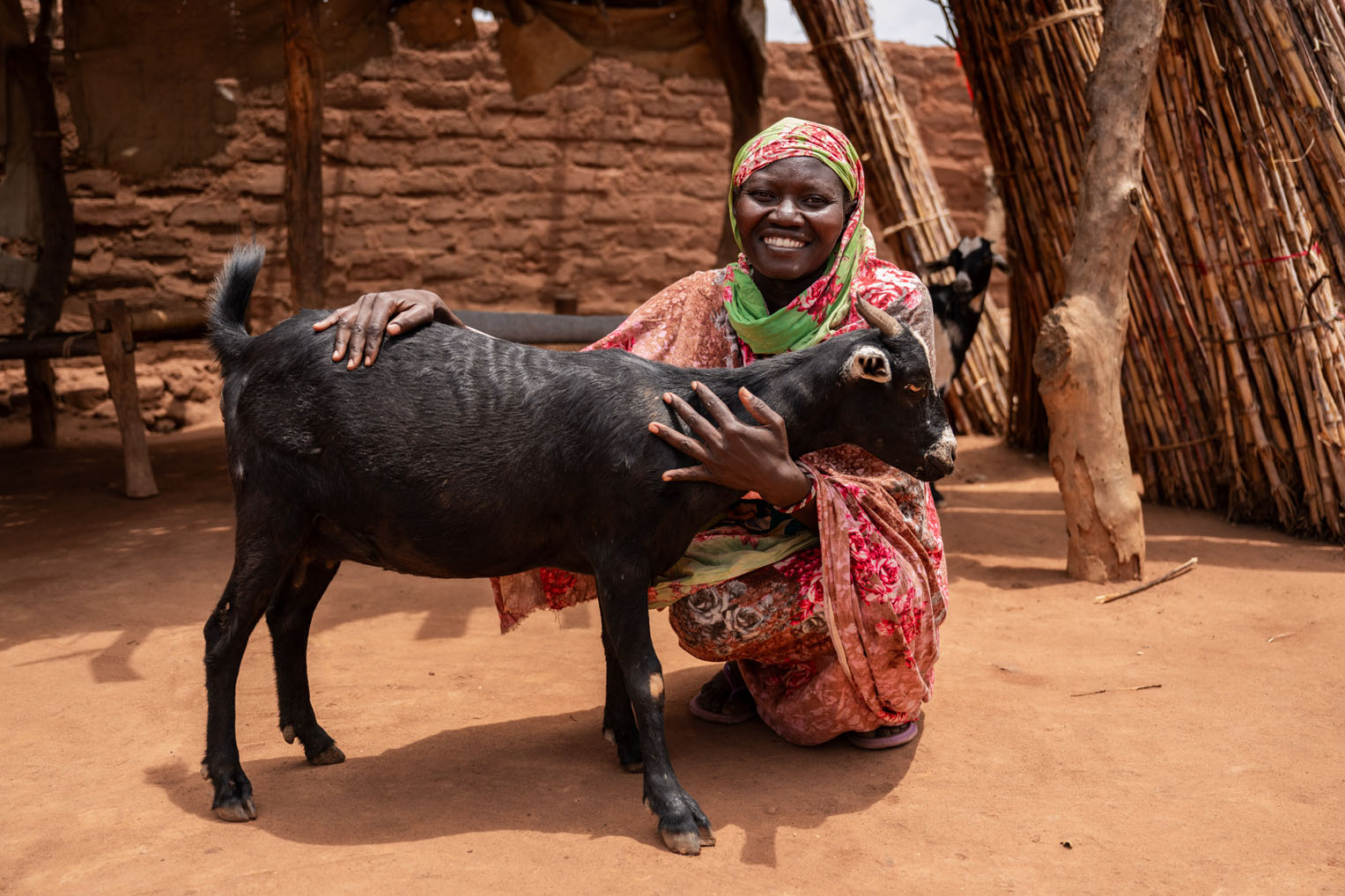 The goats that Samaritan's Purse provided to Ismail have also helped neighboring families flourish. His male helped nearby neighbor Sarah's goats multiply as well.