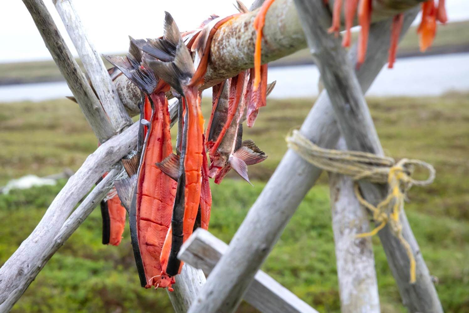 Salmon drying on a rack.