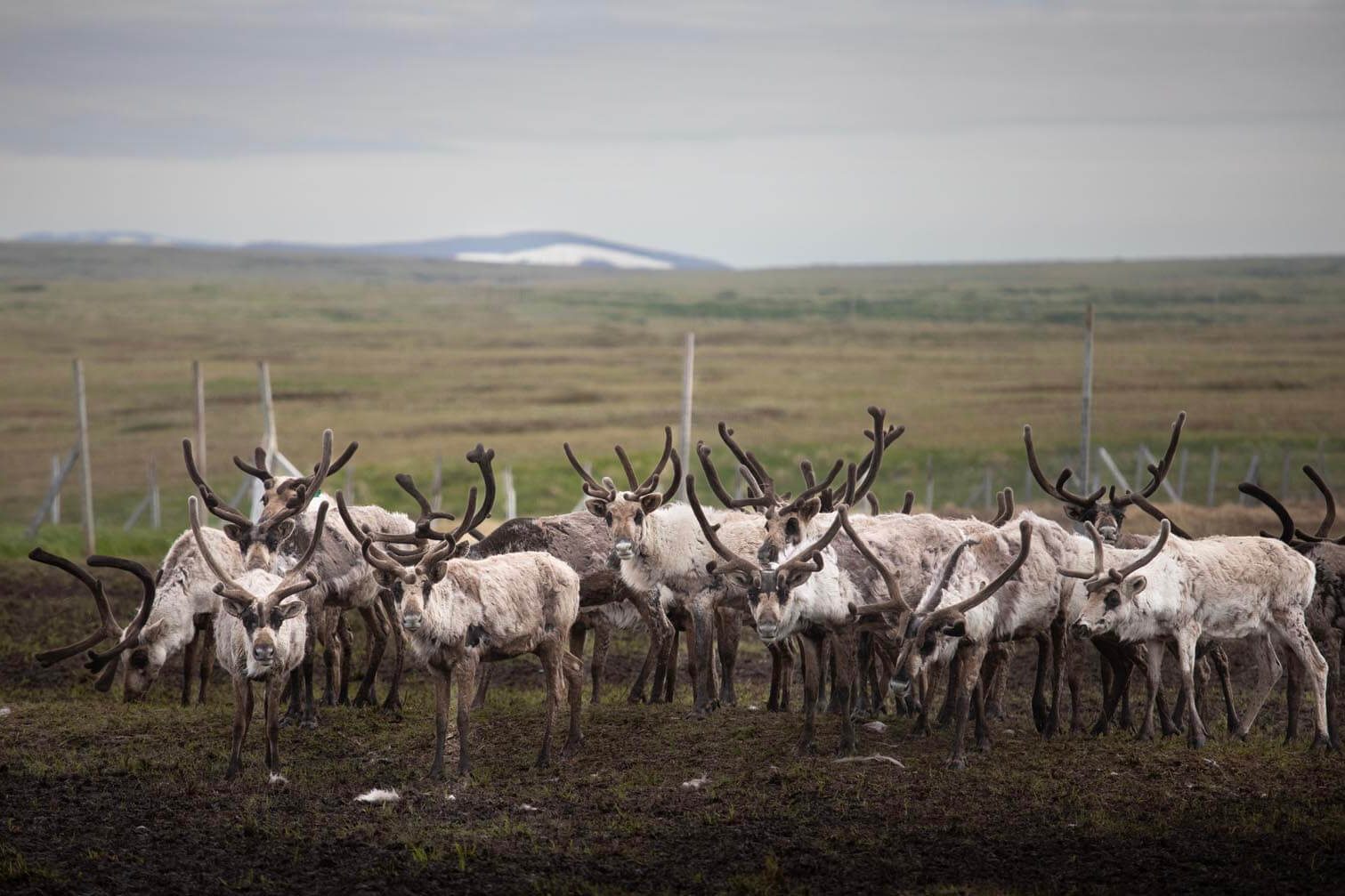 Picture of Mekoryuk reindeer