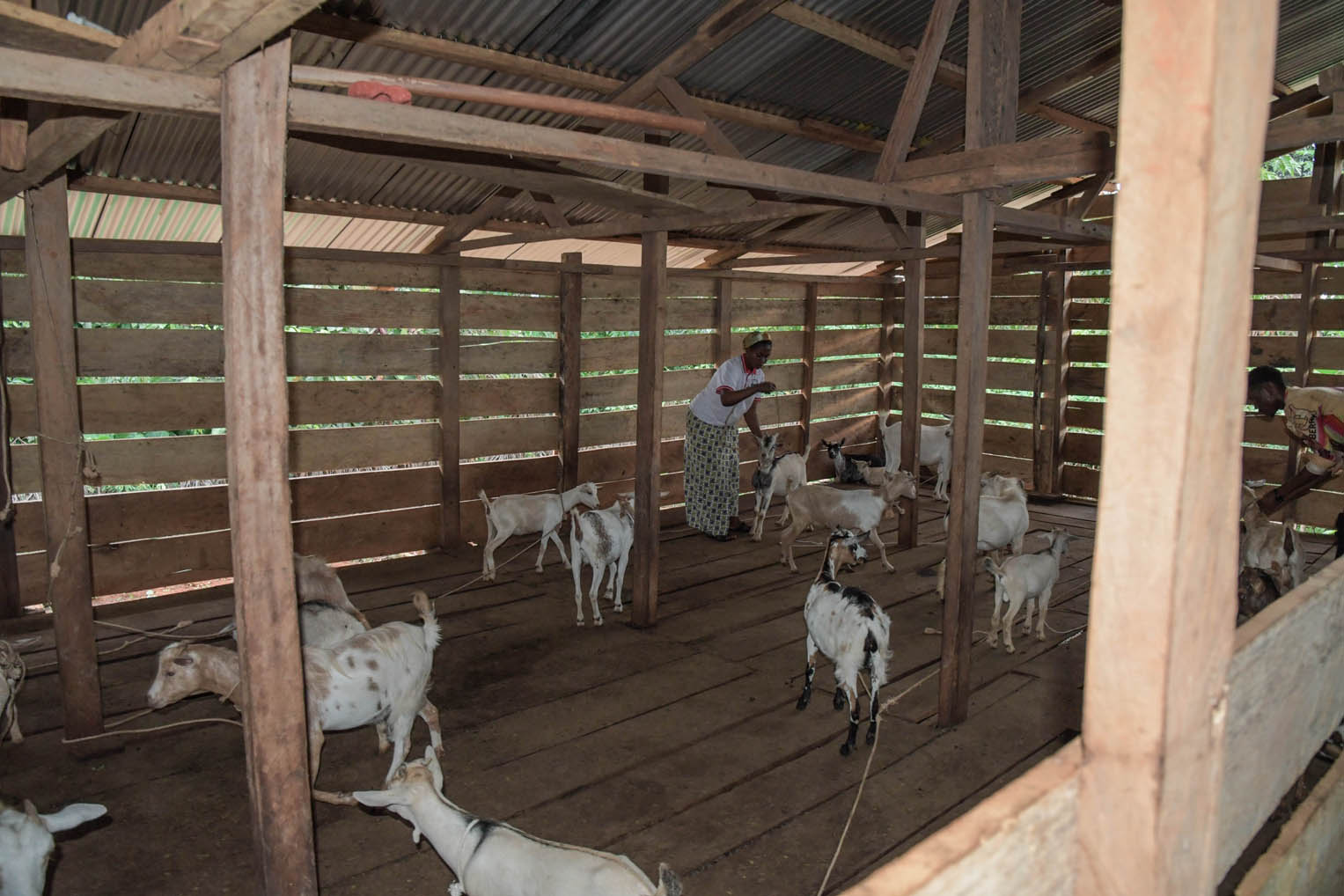 Men and women from the surrounding area learn how to keep and milk the goats.