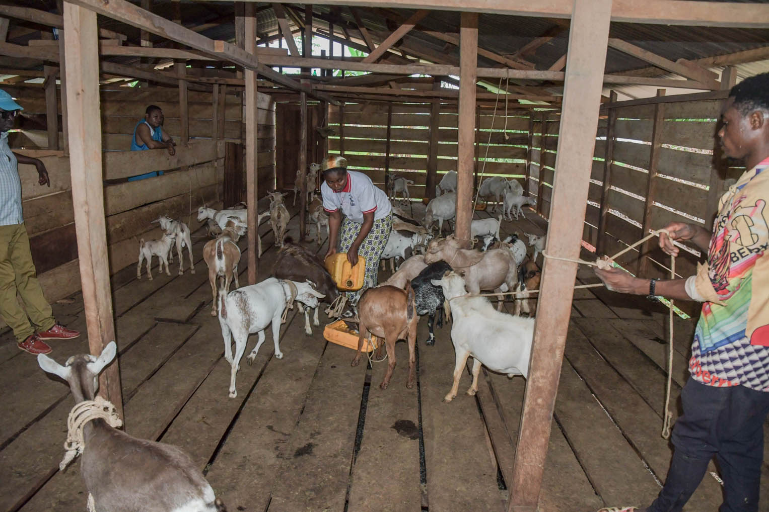 The goats have multiplied into 35 from the handful given by Samaritan's Purse.