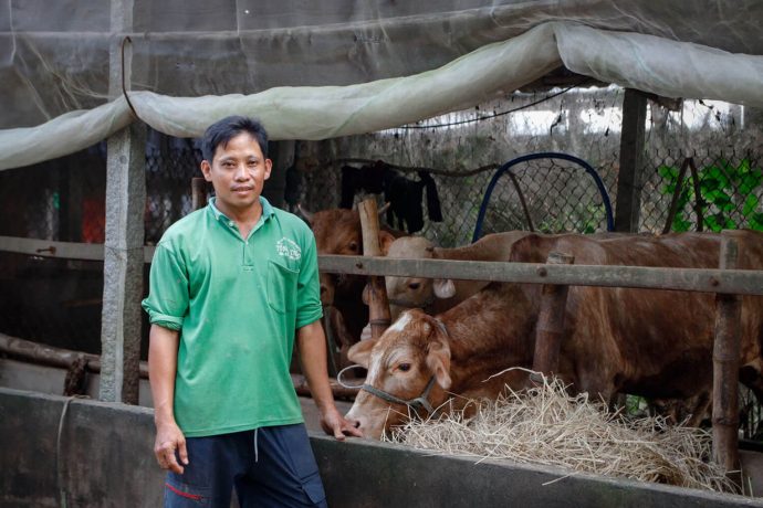 Durante los próximos años, este ganado proveerá leche, carne e ingresos para Anh y su familia, conforme la manada se multiplique.